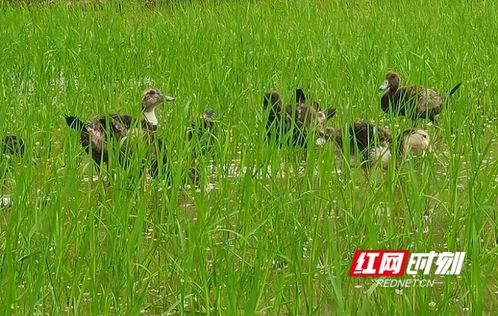 扶貧一線丨湖南多地推廣立體農(nóng)業(yè) 謀劃產(chǎn)業(yè)永久脫貧